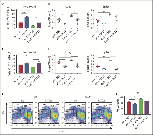Figure 6. Administration of recombinant CXCL2 and CXCL5 rescues the impaired host defense seen in Cxcl1−/− mice during pneumococcal lung infection. (A-H) WT and Cxcl1−/− mice were infected intratracheally with S pneumoniae 6303 (5 × 104 CFU). Mice were treated with murine recombinant CXCL2 and CXCL5 intratracheally at 1-hour postinfection and then euthanized at 48 hours postinfection. BALF neutrophil counts (A) and bacterial burden in lungs (B) and spleen (C) were quantitated. BALF neutrophil counts (D) and bacterial burden in lungs (E) and spleen (F) were quantitated. FACS dot plot (G) and mature neutrophil (subpopulation #5; Ly6G+c-Kit−) counts in bone marrow (H) were measured. (n = 5-6 mice/infection group; n = 3 mice/control group). All experiments were performed 3 times. Statistical significance was determined by 1-way ANOVA (followed by Bonferroni’s post hoc comparisons; A-H). *P < .05; **P < .01.