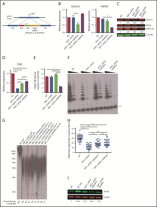 Figure 1. Modulation of EXOSC3 and PAPD5 rescue telomere integrity in DKC1_A353V hESCs. (A) Schematic depicting shRNA cassette insertion into the AAVS1 locus of hESCs. shRNA sequences used for each cassette are described in supplemental Methods and supplemental Table 1. HA, homology arm; RES, resistance cassette. (B) Quantification of EXOSC3 (left) and PAPD5 (right) levels in WT, DKC1_A353V, DKC1_A353V_shEXOSC3, and DKC1_A353V_shPAPD5 by quantitative reverse transcription polymerase chain reaction. (C) Western blot for EXOSC3 and PAPD5 in WT, DKC1_A353V, DKC1_A353V_shEXOSC3, and DKC1_A353V_shPAPD5 hESCs. LE, long exposure. β-Actin is shown as loading control. Quantification of band intensities is shown (relative to β-actin). (D) Quantification of TERC in WT, DKC1_A353V, DKC1_A353V_shEXOSC3, and DKC1_A353V_shPAPD5 by quantitative reverse transcription polymerase chain reaction. (E) Relative abundance of oligoadenylated reads at mature 3′ end of TERC in WT, DKC1_A353V, DKC1_A353V_shEXOSC3, and DKC1_A353V_shPAPD5 hESC. (F) Telomerase activity by telomere repeat amplification protocol in WT, DKC1_A353V, DKC1_A353V_shEXOSC3, and DKC1_A353V_shPAPD5 hESCs. Range of concentrations represents fourfold serial dilutions. L.C., loading control. (G) Telomere length analysis by telomere restriction fragment (TRF) of WT, DKC1_A353V, DKC1_A353V_shEXOSC3, and DKC1_A353V_shPAPD5 hESCs at different passages. Passage numbers are described for each lane. For shEXOSC3 and shPAPD5 transfected cells, passage numbers reflect passage at transfection (35), plus number of passages since transduction. Quantification of mean telomere length is shown. (H) Quantification of interphase quantitative fluorescence in situ hybridization analysis, cells at same passage number as panel G. At least 40 nuclei were analyzed in each cell line. (I) Representative immunoblot analysis of γH2AX in WT, DKC1_A353V (passage 57), DKC1_A353V_shEXOSC3 (passage 35+28), and DKC1_A353V_shPAPD5 (passage 35+28) hESCs. Glyceraldehyde-3-phosphate dehydrogenase (GAPDH) is shown as a loading control. Numbers indicate band intensity relative to GAPDH. All experiments were conducted using n = 3, mean ± standard error of the mean, *P ≤ .05, unless otherwise indicated. Statistical analysis was performed using 1-way analysis of variance followed by Tukey’s post hoc test or by Bonferroni posttest in panel H. In panel H, ***P ≤ .0001. n.s., not significant; ZFN, zinc finger nucleases.