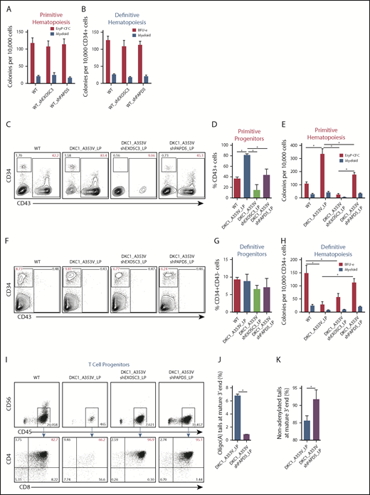 Figure 2. PAPD5 silencing restores defective hematopoiesis in DKC1_A353V cells. (A) Colony-forming cell (CFC) potential of primitive hematopoietic progenitors in WT, WT_shEXOSC3, and WT_shPAPD5 cells from day 11 of IWP2-derived specification. (B) CFC potential of definitive hematopoietic progenitors in WT, WT_shEXOSC3, and WT_shPAPD5 cells from day 8 sorted CD34+CD43− populations, as described in supplemental Figure 3A. (C) Representative flow cytometric analysis of CD34 and CD43 expression on day 11 of differentiation, following IWP2 treatment in WT, DKC1_A353V, DKC1_A353V_shEXOSC3, and DKC1_A353V_shPAPD5 cells. (D) Quantification of CD43+ population obtained from day 11 differentiation cultures treated with IWP2, as in panel C. (E) Primitive CFC potential in day 11 differentiation cultures, as in panel C. (F) Representative flow cytometric analysis of CD34 and CD43 expression on day 8 of definitive differentiation, following CHIR99021 and SB-431542 treatment in WT, DKC1_A353V, DKC1_A353V_shEXOSC3, and DKC1_A353V_shPAPD5 cells. (G) Quantification of CD34+CD43− population obtained from day 8 differentiation cultures treated with CHIR99021 and SB-431542, as in panel F. (H) CFC potential of definitive hematopoietic progenitors, generated as shown in supplemental Figure 3A. (I) T-cell potential of CD34+CD43− populations derived from WT, DKC1_A353V, DKC1_A353V_shEXOSC3, and DKC1_A353V_shPAPD5, obtained following CHIR99021 and SB-431542 treatment. (J) Relative abundance of oligoadenylated reads at mature 3′ end of TERC in WT, DKC1_A353V, DKC1_A353V_shEXOSC3, and DKC1_A353V_shPAPD5 hESC. n = 2. (K) Relative abundance of nonadenylated reads at mature 3′ end of TERC as in panel J. All experiments were conducted using n = 3, mean ± standard error of the mean, *P ≤ .05, unless otherwise indicated. Statistical analysis was performed using 1-way analysis of variance followed by Tukey’s post hoc test or Student t test (J-K). In red, population of interest. In all panels, LP denotes late passage (passage number >55).
