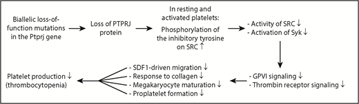 Diagram showing the mechanism underlying IT in humans caused by 2 biallelic loss-of-function mutations in the Ptprj gene. Loss of PTPRJ protein caused by biallelic mutations of Ptprj increases phosphorylation of the inhibitory tyrosine on the SRC kinase; reduces activation of SRC and its downstream signaling molecule Syk; weakens GPVI- and thrombin receptor-mediated signaling; impairs SDF1-driven migration of MKs, collagen-induced platelet response, terminal MK maturation, and proplatelet formation; and ultimately results in thrombocytopenia.