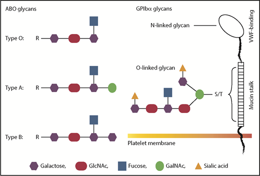 A schematic comparison between ABO and GPIb glycans. Glycans on GPIbα are most likely to be heavily modified by terminal sialic acids, whereas platelet ABO is less likely to be sialylated. There are 2 possible locations of ABO epitopes on platelets: the mucin-rich region of GPIbα and membrane glycolipids. Neither is in the VWF-binding region, suggesting that ABO indirectly regulates GPIb-VWF interaction. The 2 potential locations of ABO on platelets could also lead to different mechanisms of regulating GPIb-VWF interaction in flowing blood.
