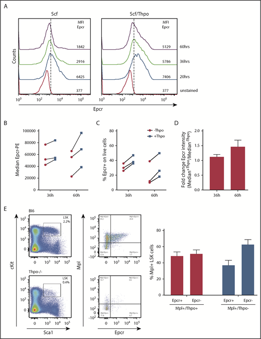 Figure 7. Epcr expression on murine LSK cells is stabilized by Thpo/Mpl signaling in vitro and in vivo. (A) Epcr expression of in vitro cultured wt LSK cells in medium supplemented with 20 ng/mL Scf or 10 ng/mL Scf/100 ng/mL Thpo 20, 36, and 60 hours after isolation and culture time. (B-D) Epcr expression of in vitro–cultured wt LSK cells in medium supplemented with 20 ng/mL Scf and 20 ng/ml Flt3-L (-Thpo) or 20 ng/mL Scf, 20 ng/mL Flt3-L, and 100 ng/mL Thpo (+Thpo) 36 and 60 hours after isolation and culture time (3 independent LSK sorts). Based on the median Epcr intensity, the fold change of Epcr intensity was calculated. Thpo stimulation of LSK cells maintained Epcr expression at both time points (P = .031; Wilcoxon test; paired analysis; comparing the Thpo+ vs Thpo− cultures). (E) Total BM of wt (n = 3) and Thpo−/− (n = 3) mice was stained for LSK and analyzed for the expression of Epcr and Mpl. The bars summarize the Epcr expression on the Mpl+ population of the LSK cells. In the absence of Thpo, there is no positive correlation of Epcr and Mpl. MFI, median fluorescence intensity.
