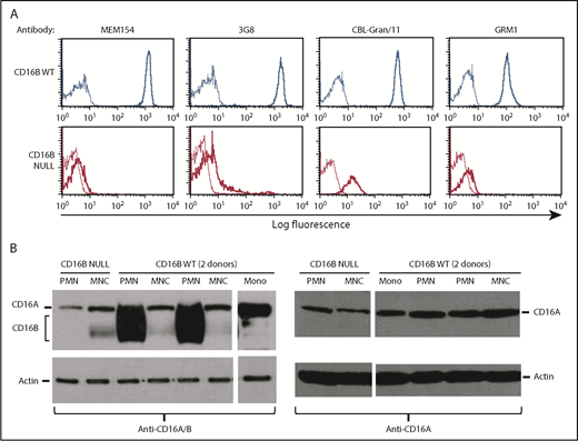 Figure 4. Purified PMNs express FcγRIIIA protein. (A) Purified PMNs from FcγRIIIB WT donors and the FcγRIIIB-null individual were stained with FITC-labeled (clones MEM154 and 3G8; both mIgG1) or unlabeled (clones CBL-Gran/11 and GRM1; both mIgG2a) anti-CD16 antibodies, followed by goat anti-mouse IgG–FITC (thick lines). Appropriate negative controls were used in each case (thin lines). (B) Purified MNCs, PMNs, or monocytes (Mono) isolated from 2 FcγRIIIB WT donors and the null individual were lysed and western blot analysis was performed using antibodies recognizing FcγRIIIA and FcγRIIIB (left panel) or specific for FcγRIIIA only (right panel). Actin antibody was used as control. The indicated bands for FcγRIIIB, FcγRIIIA, and actin were 50-75 kDa, 70 kDa, and 45 kDa, respectively.33 The results are representative of at least 3 experiments.