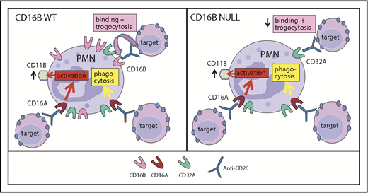 Figure 7. Model of FcγRIIIA and FcγRIIIB function in PMNs. Model of CD16A and CD16B activities in PMN function in FcγRIIIB WT donors (A) and the FcγRIIIB-null individual (B). FcγRIIIA plays a major role in PMN activation (measured as CD11b induction) and phagocytosis. FcγRIIIB is very abundant on FcγRIIIB WT PMNs and has a role in binding ICs favoring trogocytosis. In the absence of FcγRIIIB, trogocytosis takes place primarily via FcγRIIA.