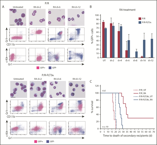 Figure 2. Cell differentiation and blast clearance in P/R and P/R-FLT3ki APL on ATRA treatment. (A) ATRA-induced differentiation of P/R (top) and P/R-FLT3ki (bottom) bone marrow cells, as assessed by MGG staining (scale bar, 10 µm). FACS analysis after 2, 6, and 12 days of in vivo ATRA treatment. GFP-positive leukemic cells (pink) and GFP-negative normal cells (blue) are shown. (B) Percentages of GFP-positive APL cells in bone marrow of untreated (UT) and ATRA-treated P/R (red bars) and P/R-FLT3ki (blue bars) mice at 2 to 12 days posttreatment. Data are expressed as mean ± standard deviation of 2 independent experiments. (C) Survival of secondary recipients transplanted with total APL bone marrow cells from ATRA 6-day-treated primary APL mice in both models (n ≥ 10 for each model).