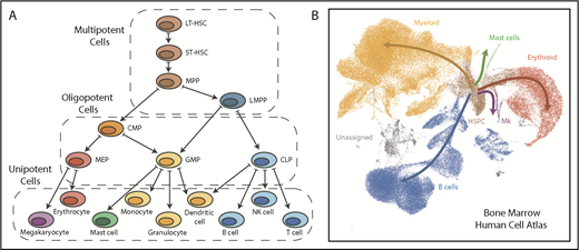 Figure 1. Comparison of a hematopoietic tree diagram with a single-cell transcriptomic landscape. (A) Schematic showing one of the classic views of the hematopoietic cell hierarchy. Dashed boxes show 3 compartments encompassing cells of different potency: multipotent cells on top, bipotent/oligopotent cells in the middle, and terminally differentiated (unipotent) cells at the bottom. (B) A dimensionality reduction projection (UMAP algorithm) of single-cell transcriptomes from the bone marrow mononuclear cell fraction. Arrows indicate main directions of differentiation, inferred from analysis of typical marker genes. Gray indicates unassigned cells, in which identity based on markers is unclear (data set downloaded from Human Cell Atlas data portal and processed by I.K.). CMP, common myeloid progenitor; CLP, common lymphoid progenitor; GMP, granulocyte-monocyte progenitor; HSPC, hematopoietic stem and progenitor cell; LMPP, lymphoid-primed MPP; MEP, megakaryocyte-erythroid progenitor; Mk, megakaryocyte.