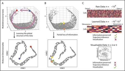 Figure 2. Distances and data dimensionality. (A) A set of single cells expressing 3 genes arranged along a curved shape has been simulated. There are 2 measures of distance between the blue and red cells. Whereas D1 represents the shortest possible distance between the 2 cells, D2 is the distance between the cells through the structure of the data (manifold). The two arms of the curved shape may represent continuous transition processes (eg, cell differentiation); therefore, distance D2 is the important distance measure. A dimensionality reduction technique (here tSNE) should capture such features. (B) Excessive reduction in dimensionality causes important information to be lost. In this case, a 2-dimensional representation of the data incorrectly suggests that the green cell is farther from the yellow cell than the orange cell, because information has been lost about axis 2. (C) To infer cellular trajectories from scRNA-seq data, dimensionality reduction is used to learn the structure of the data (learned data), which captures the important distances between cells in a suitable number of dimensions, typically 10 to 100. Trajectory inference can then be attempted from this learned data. For visualization, the dimensionality of the data needs to be reduced to either 2 or 3, but this will inevitably result in the loss of some of the important biological information, rendering data unsuitable for trajectory inference.