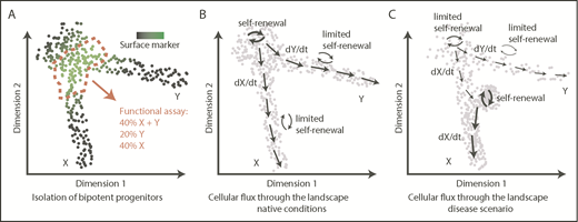 Figure 3. From transcriptomic landscapes to tissue function. The 3 diagrams depict 2-dimensional landscapes with single cells as points, where a pool of progenitors gives rise to 2 differentiated populations X and Y. (A) A classical approach to identify a specific bipotent progenitor population, an immunophenotypic gate drawn based on expression of a surface marker (green) sections through the landscape and yields a heterogeneous population of cells upon functional analysis. (B) Normal hematopoiesis; dynamic information about cellular fluxes (arrows) indicates directions of differentiation throughout the landscape and degree of self-renewal. (C) An example of how cell-flux analysis reveals mechanisms of a disease. In this case, the stem cell pool is exhausted (low self-renewal), compromising production of Y cells, whereas there is increased production of X cells because of acquired increased self-renewal of progenitors X.