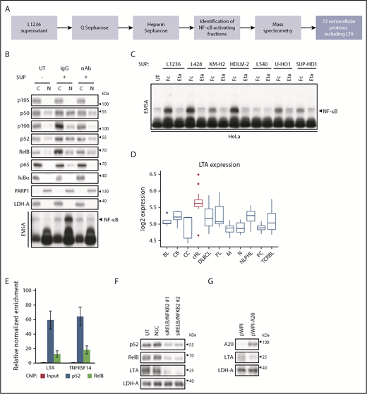 Figure 1. LTA secretion by cHL cells drives NF-κB activation through a self-sustained feedback loop. (A) Flow scheme, identification of NF-κB–activating factors in L1236 cHL cell secretome. (B) HeLa cells were left untreated (UT) or were stimulated with SUP of L1236 cells for 24 hours with 80 µg/mL immunoglobulin G control (IgG) or LTA-neutralizing antibody (nAb). Subcellular localization of the indicated proteins was determined in cytoplasmic (C) and nuclear (N) extracts by western blot analysis and NF-κB activation by EMSA (bottom panel). (C) HeLa cells were treated with conditioned SUP of the cHL cell lines with 100 µg/mL human Fc control (Fc) or etanercept (Eta). Whole-cell extracts were analyzed for NF-κB DNA binding by EMSA. (D) Box plot representing the distribution of LTA mRNA expression in malignancies and normal B cells.14 cHL samples are indicated in red. (E) Chromatin immunoprecipitation was performed in L1236 cells using p52 and RelB-specific antibodies. Regulatory regions of LTA and TNFRSF14 were analyzed for DNA recruitment. Error bars represent the standard error of the mean. (F) Knockdown of the noncanonical NF-κB subunits was performed in L1236 cells. Cells were harvested after 4 days. Whole-cell extracts were analyzed by western blotting for expression of LTA, using LDH-A as control. (G) L1236 cells were transduced with either pWPI control or A20-expressing vector. Expression of A20, LTA, and LDH-A was determined by western blotting as in (F). BL, Burkitt’s lymphoma; CB, centroblasts; CC, centrocytes; DLBCL, diffuse large B-cell lymphoma; FL, follicular lymphoma; M, mature B cells; N, naive B cells; NLPHL, nodular lymphocyte-predominant Hodgkin lymphoma; NSC, non-silencing siRNA control; PC, plasma cells; TCRBL, T-cell–rich B-cell lymphoma.