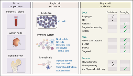 Figure 1. Application of single-cell technology to CLL. CLL is present within blood, lymph nodes, and bone marrow where it coexists with a range of immune and stromal cells that are central to disease pathogenesis. Analysis of CLL may focus uniquely on leukemia cells, supporting cells, or both from all 3 distinct tissue compartments. A range of established and developing single-cell techniques characterizing the genome, transcriptome, and proteome have been developed to allow enhanced appreciation of CLL biology. Ab, antibody; lncRNA, long non-coding RNA; miRNA, microRNA; NK, natural killer; scRRBS, single-cell reduced representation bisulfite sequencing; seq, sequencing; WES, whole-exome sequencing; WGS, whole-genome sequencing.