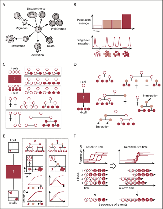 Figure 1. Population and/or single-cell snapshot data is nonambiguous and can yield many conclusions. (A) Cells can acquire multiple cell fates. (B) Single-cell snapshot analysis can reveal subpopulations otherwise masked in population averages. (C) Snapshot analysis is ambiguous and allows for alternative interpretations of the same data set. In this simple example, 4 input cells (white) give rise to 4 white cells and 4 red cells. Many more possibilities exist but are not displayed. (D) Alternative explanations also remain in clonal assays started from single cells. Here, a single cell input cell (white) generates 4 cells (red). Only some of many more possible alternative explanations are displayed. (E) Continuous quantification of fluorescence signals can reveal transient cellular states that would be missed by snapshot analysis. Here, a single input cell (white/red) gives rise to 4 white cells and 4 red cells expressing mutually exclusive lineage-promoting transcription factors. Differentiation into either cell type can occur directly or through a transient double-positive population. (F) Temporal deconvolution of continuously observed single-cell dynamics enables the undistorted analysis of cells at different developmental stages or cell cycle phases. Temporally aligned single-cell dynamics can reveal the sequence of molecular events prior to and after differentiation (indicated by red numbers).