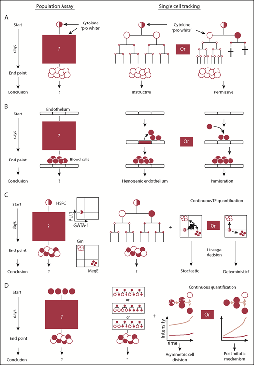Figure 2. Questions that require continuous single-cell observations to untangle alternative interpretations. (A) Snapshot analysis is not able to discern between instructive and permissive roles of cytokines during lineage decision. The selective model requires cell deaths prior to terminal differentiation. Proof for the absence of cell death requires knowledge of the fates of every single cell over time. Using this approach, it was demonstrated that certain cytokines can instruct lineage choice. (B) The presence of blood cells on top of endothelium can be explained by generation of blood cells from hemogenic endothelium or from alternative sources. The direct observation of endothelial to hematopoietic transition using continuous observation provided direct evidence for the existence of hemogenic endothelium. (C) Lineage decisions based on the stochastic fluctuations of 2 antagonistic lineage promoting transcription factors require a (transient) double-positive cell state. By demonstrating the absence of the PU.1/GATA-1 double-positive cell state during most differentiations into the myeloid or megakaryocytic-erythroid lineage, this model could be refuted as the central mechanism of myeloid lineage choice. (D) The acquisition of different daughter cell fates can be regulated by mechanisms acting after or during cell division. Untangling both mechanisms requires continuous quantitative single-cell observation and the demonstration that different daughter cell fates can be predicted by the asymmetric inheritance of factors during mitosis.