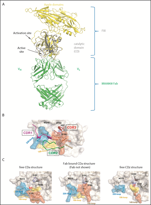 Figure 1. X-ray structure of MAA868 Fab in complex with FXI CD. (A) Ribbon representation of the MAA868 Fab–FXI CD complex structure (green and yellow with gray) in superposition with a published FXI zymogen structure (PDB 2F83)22 is shown. The apple domains of FXI, which were not part of the MAA868 Fab–FXI CD complex, are shown in yellow. The activation cleavage site and active site location are indicated by arrows, showing that MAA868 binds close to the active site but away from the activation cleavage site (see also supplemental Figure 2). (B) MAA868 Fab binding site on FXI is shown. Parts of the heavy and light chains that make close contacts with FXI are shown as ribbons. The catalytic domain is shown as gray surface, and the side chains of selected amino acid residues are shown including residues of the catalytic triad. In addition, the heavy chain loops CDR1 (magenta), CDR2 (green), and CDR3 (red) are shown. Y145 and R144 are shown with their side chains (see text). (C) Fab-bound CD conformation shares structural similarities with the inactive CD in the zymogen structure (PDB 2F83). Compared with the free CDa structure (left panel), S1 pocket is not formed in either the Fab bound CDa structure (middle panel) or the free CDz structure (right panel). Three crucial loops near the active site that are all disordered in the free CDz structure (right panel) are either shifted (220 and 145 loop) or also disordered (186 loop) in the Fab complex (middle panel).
