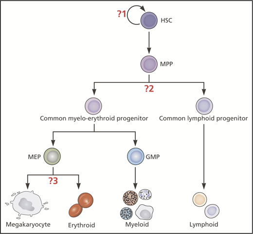 Figure 1. Classical hierarchical model of hematopoiesis illustrating where insights from single-cell studies have challenged 3 key assumptions. The question marks indicate the 3 key assumptions in this model that have been challenged by recent insights from single-cell studies: (1) Mk-E cells are generated by a homogeneous population of multipotent, self-renewing HSCs. (2) The first lineage bifurcation separates progenitors with Mk-E/myeloid from those with lymphoid capacity. (3) Mk and E potentials are closely affiliated through to late stages of hematopoietic development. Myeloid and lymphoid subsets exist but are not shown in this figure. Professional illustration by Patrick Lane, ScEYEnce Studios.