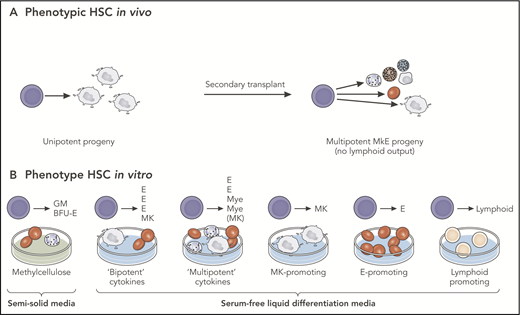Figure 2. Observed vs potential differentiation of multipotent progenitors. Cells behave differently, depending on the experimental system employed. The absence of a particular lineage read-out in any specific assay cannot correctly be interpreted as a lack of potential for differentiation to that lineage in all conditions. (A) Analysis of a single-phenotypic HSC in vivo that may appear to be unipotent in primary transplants may reveal multipotent differentiation capacity in secondary transplants. (B) Analysis of progeny of the same HSC in vitro may demonstrate differentiation into single- or multiple-cell types, depending on the culture conditions. In this example, the single HSC studied is multipotent, a conclusion that can only be reached by multiple different lineage potential assays in combination. BFU-E, blast forming unit-erythroid; GM, granulocyte-monocyte; E, erythroid; MkE, megakaryocyte-erythroid; Mye, myeloid. Professional illustration by Patrick Lane, ScEYEnce Studios.