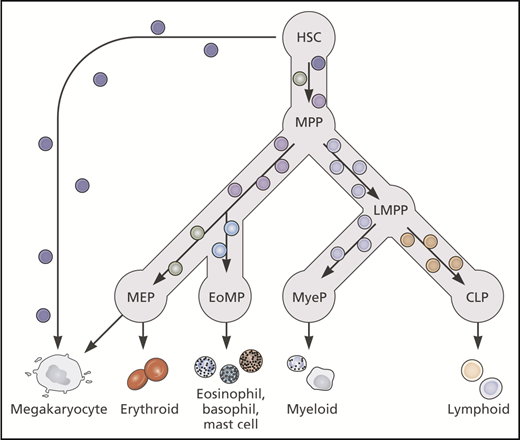 Figure 3. Current literature supports a hierarchical model of hematopoiesis with gradual transition between cellular nodes reflecting increasing priming toward particular lineages and gradual loss of multipotency. Lineage-primed and unipotent cells may exist within multipotent HSC/MPP populations. CLP, common lymphoid progenitor; EoMP, eosinophil-basophil-mast cell progenitor; LMPP, lymphoid-primed multipotent progenitor; MyeP, myeloid progenitor. Professional illustration by Patrick Lane, ScEYEnce Studios.