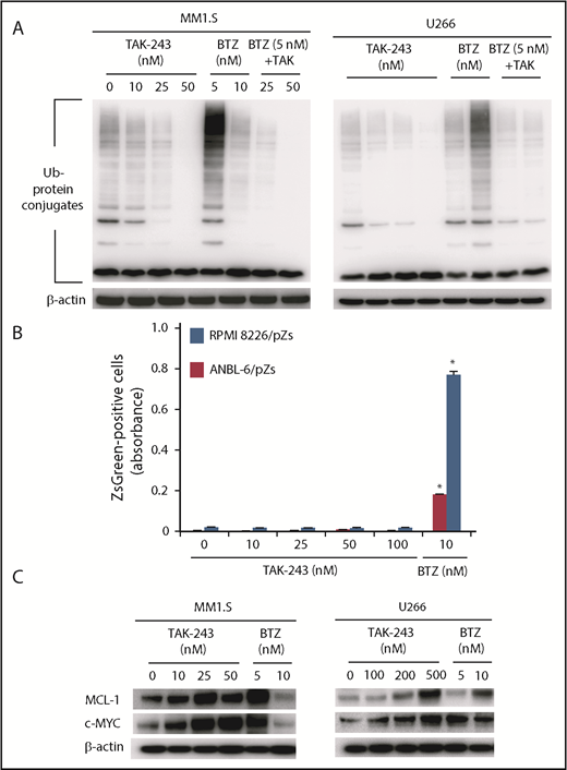 Figure 2. UAE inhibition does not impact upon proteasome function. (A) Accumulation of ubiquitin (Ub)-protein conjugates was evaluated in the indicated cell lines after exposure to TAK-243, bortezomib, or to the combination of the 2 agents at the indicated concentrations for 24 hours. (B) RPMI 8226 and ANBL-6 cells transfected with a vector expressing the ZsGreen-MODC-d410 fusion protein were exposed to TAK-243 or bortezomib at the indicated concentrations. Expression levels of this protein, which is degraded in a proteasome-dependent but ubiquitin-independent manner, were then evaluated by fluorescence monitoring, and the panel shows fluorescence (λex 488 nM/λem 510 nM). (C) MM1.S and U266 cells were then exposed to TAK-243 or bortezomib under the conditions described in panel A, and western blotting was used to determine the abundance of MCL1 and cMYC.