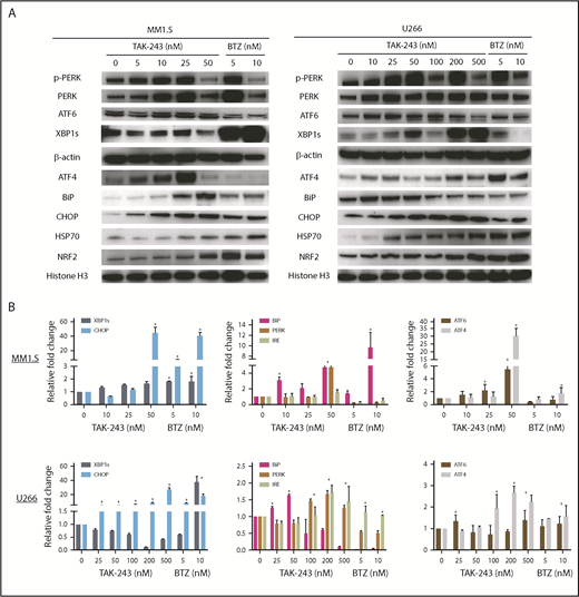 Figure 4. TAK-243 activates stress-response pathways. (A) The impact of UAE inhibition on selected components of the stress-response pathway is shown by western blotting of extracts from MM1.S and U266 myeloma cells, with bortezomib serving as a positive control. Loading was confirmed using either β-actin or histone H3 as an internal control. (B) qPCR was also performed to evaluate any changes in expression of stress-response pathway genes under the same conditions.