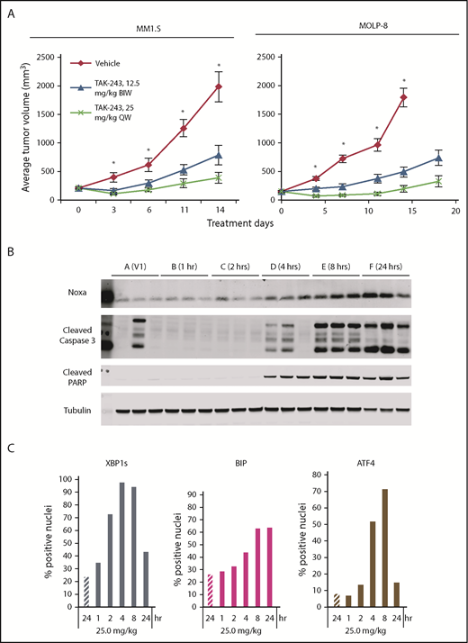 Figure 7. Antitumor activity of TAK-243. (A) Xenografts based on either MM1.S (left panel) or MOLP-8 cells (right) were treated with either vehicle, or TAK-243 at a dose of either 12.5 mg/kg given twice weekly (BIW), or 25 mg/kg given once weekly (QW), and growth of subcutaneous tumors was monitored. (B) Expression levels of selected proteins of interest were determined by western blotting of dissected tumor tissues at the indicated time points after TAK-243 treatment. (C) Immunohistochemistry was also performed for selected proteins in tumor tissue in a separate cohort of mice from 1 to 24 hours after 1 dose treatment of TAK-243, and compared to vehicle-treated controls at 24 hours (hatched bars at left). PARP, poly-(ADP-ribose) polymerase.