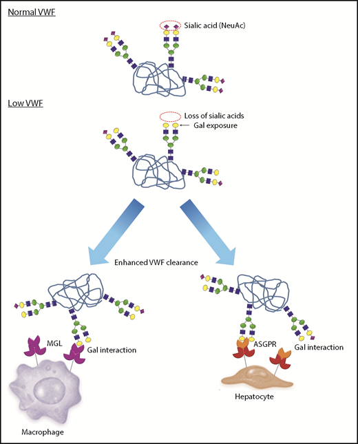 Figure 7. A novel pathophysiology underlying low VWF levels: reduced N-linked sialylation leads to increased galactose (Gal) exposure, which in turn triggers enhanced VWF clearance. In normal human plasma, the N-linked glycans of VWF exist predominantly as bi-antennary complex-type chains that are capped by terminal sialic acid residues (purple diamonds), which play an important role in protecting against clearance. In a subgroup of patients with low VWF, a quantitative reduction in N-linked sialylation results in enhanced exposure of subterminal Gal residues (yellow circles). These exposed Gal residues trigger enhanced VWF clearance through a number of different pathways including the asialoglycoprotein receptor (ASGPR; also known as Ashwell-Morell receptor) on hepatocytes and macrophage galactose lectin receptor (MGL) on macrophages.