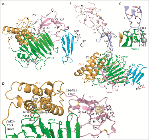 Figure 1. Structure of D′D3 assembly. (A-B) Two views of D′D3 showing a rectangular face (A) and triangular face (B) of the D3 wedge with dimensions. (C) Interactions that stabilize the E′-VWD3 junction. (D) View of the face of D3 slightly below which cysteines implicated in D3 dimerization, mutated to alanine here, are buried. Figures prepared with PyMol show ribbon cartoon and disulfides and N-glycans with white carbons in stick, red oxygens, blue nitrogens, and yellow sulfurs. Important residues are shown in stick and labeled. Ca2+ is shown as a silver sphere. In panels A and B, the Cβ atoms of the C1099A and C1142A mutants are shown as spheres. In D and subsequent figures, A1099 and A1142 are modeled as cysteines, using the allowed rotameric position of the S atom, as discussed in Results. Dot surfaces around the S atom emphasize that there is room for it in the structure, and that it is a model.