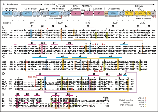 Figure 2. Domain architecture of VWF and sequence of modules in D assemblies. (A) Domain architecture. Cysteines are vertical lines and are connected for disulfide bonds. N- and O-linked glycans are closed and open lollipops, respectively. Domains are scaled to length, and residues are shown with pre-pro numbering. (B-E) D assembly modules are aligned by sequence with insertions and deletions moved to loops between secondary structures defined here; in addition, the TIL′ and TIL3 modules and E′ and E3 modules are aligned by structure. Modules in the crystal structure are indicated with an asterisk. Disulfide-linked cysteines defined in the structure and the newly predicted disulfide between C8-4 and TIL4 are linked with colored lines. Module interface residues are highlighted as shown in the key in the lower right. α helices and β strands are shown in cyan and magenta lines, respectively, above sequence blocks for the D3 assembly or above TIL′ and E′ sequences for D′. Glycosylated Asn residues are shown in red. Ca2+-coordinating residues are asterisked in red (sidechain) or blue (backbone). Dots appear above decadal residues.