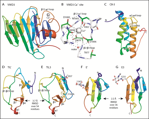 Figure 3. Structure of D assembly modules. (A,C-G) Each module is shown rainbow colored to trace the path the polypeptide takes to create the fold, from N terminus (blue) to C terminus (red). (B) The Ca2+-binding site. Mainchain carbons are shown in white, with sidechain carbons in green. Ca2+ and a water oxygen are shown as spheres. Coordination bonds to the Ca2+ and hydrogen bonds are shown as thick and thin dashed lines, respectively. Other representations are as in Figure 1. Superposition of TIL domains required the Deep Align server27; E modules were superimposed with PyMol. Superimposed structures are shown separated horizontally on the page. Structural differences between modules are shown as root mean square deviation of Cα atoms.