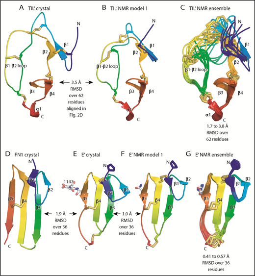 Figure 4. Comparisons of TIL and E modules. (A-G) Each module is shown rainbow-colored to trace the path the polypeptide takes to create the fold, from N terminus (blue) to C terminus (red). Structural differences between modules are shown as RMSD of Cα atoms. Within NMR ensembles, the RMSD ranges are between model 1 and models 2 to 10. Other representations are as in Figure 1. Superposition was with the Deep Align server.27 Protein Data Bank ID codes are 2MHP (D′ NMR structure) and 3MQL (sixth fibronectin type I domain of fibronectin).