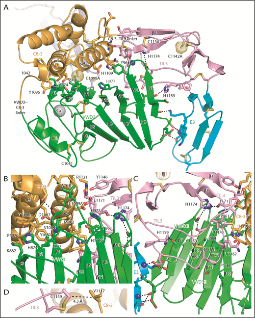 Figure 5. Intermodule interfaces in D3. (A) Overview. (B) View down the α3 and α4 helices of C8-3, emphasizing interfaces with VWD3 and TIL3. (C) View of TIL3 interfaces, with the view rotated ∼180° about the axis vertical in the page relative to A to show the opposite side of β strands 9 to 12. All residues that interact across module interfaces (with heavy atoms within 3.7 Å, excluding at intermodule peptide connections) are shown with sidechains and hydrogen-bonding backbone carbonyl groups in stick and nitrogens as spheres. Intermodule hydrogen bonds are shown as dashed lines. (D) Residues in D3 that align with cysteines in D4 and that have Cβ atom distances (dashed line) ideal for disulfide bond formation in D4 between the TIL4 and C8-4 modules. Important residues are labeled. Other representations are as in Figure 1.