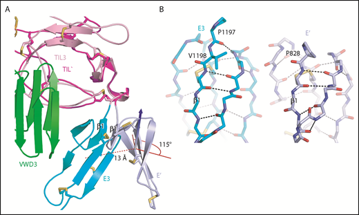 Figure 6. An extra residue in E3 alters TIL-E module orientation. E3 has 1 more N-terminal residue than the other E domains in VWF (Figure 2E). (A) Superposition on TIL3 of TIL′ shows how TIL3- E3 orientation brings E3 much closer to VWD3 than would occur with the TIL′-E′ orientation. There is a 115° difference in orientation angle about the axis shown with the cone and cylinder and a 13-Å difference in E module center of mass. (B) E3 and E′ are shown in same orientation after superposition and horizontal separation on the page. The extra N-terminal residue in E3 extends the β1-β2 β ladder by 1 position and the rotation of the polypeptide backbone alters the orientation of P1197 relative to P828 and results in the 115° rotation at the TIL-E3 interface, as shown in panel A.