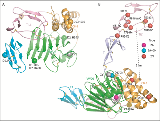 Figure 7. Important histidines in D assemblies, specific VW type 2A and 2N disease mutations, and FVIII binding model. (A) Conserved histidines in D assemblies that when mutated, diminish or abolish D3 dimerization. Four histidines in D2, 1 in D1, and none in D3 abolish dimerization when mutated to alanine.21 These histidine residues are labeled next to the positions of the homologous residues in D3 which are shown as Cα atom spheres. (B) VW disease 2A and 2N mutations that are likely to be specific: 2A and 2N mutations that represent mutation of Cys or to Cys or are also reported as type 1 or 3 mutations have been excluded. Positions of mutations are shown as Cα atom spheres color-coded as in the key to right. Mutated residues are labeled. The distance from the centers of mutations in TIL′ and C8-3 is shown as a dashed line.