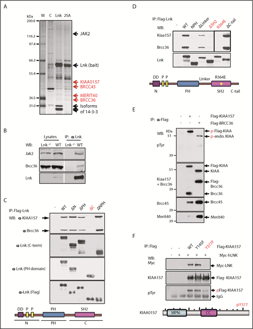 Figure 1. The BRISC complex is a novel Lnk binding partner. (A) Identification of a novel Lnk–BRISC interaction. Cytoplasmic protein extracts of 32D-B/A parental cells (C) or 32D cells expressing Flag/HA-tagged WT Lnk or Lnk2SA mutant (2SA) deficient in 14-3-3 interaction, were immunoprecipitated with anti-FLAG and anti-HA antibodies sequentially. A small aliquot of precipitates was resolved in sodium dodecyl sulfate–polyacrylamide gel electrophoresis and protein bands visualized by silver stain as shown. Subsequently, a large aliquot of precipitates was stained by using Coomassie stains and protein bands identified by using mass spectrometry. Subunits of the BRISC complex are indicated in red. (B) Confirmation of Lnk–BRISC interaction. Lysates from WT and Lnk−/− spleens were either directly subjected to WB analysis (left) or precipitated with anti-Lnk antibodies followed by WB analysis (right) with indicated antibodies. (C) The Lnk C terminus binds to BRISC. Lysates from 32D-B/A cells stably expressing Flag-WT or mutant Lnk were precipitated with anti-Flag antibodies followed by WB analysis. The bottom illustrates the Lnk structure. N terminus (N) contains a dimerization domain and 2 proline-rich regions. (D) The Lnk SH2 domain binds to BRISC. 32D-B/A cells stably expressing Flag-WT Lnk or constructs containing mutations or small deletions in the C terminus of Lnk were generated. IP-WB analyses were performed as in panel C. The bottom illustrates the Lnk structure and indicates the mutated regions. *R364E point mutation. (E) KIAA0157 is tyrosine phosphorylated in hematopoietic cells. HEL cells expressing either Flag-tagged KIAA0157 or BRCC36 were precipitated with anti-Flag antibodies followed by WB analysis with antibodies to phospho-tyrosine (pTyr) and the BRISC components as indicated. (F) Lnk binds to pY377 in KIAA0157. HEL cells expressing Flag-KIAA0157 or mutants, along with Myc-Lnk, were lysed and precipitated with anti-Flag antibodies followed by WB analysis with the indicated antibodies. 4G10 antibodies recognize pTyr. The bottom illustrates the KIAA0157 structure. Δ, deletion; CC, coil-coiled domain that interacts with BRCC36; endo, endogenous; F, phenylalanine; FH, Flag/HA-tagged; M, marker; P, phosphorylated form; Y, tyrosine residues.