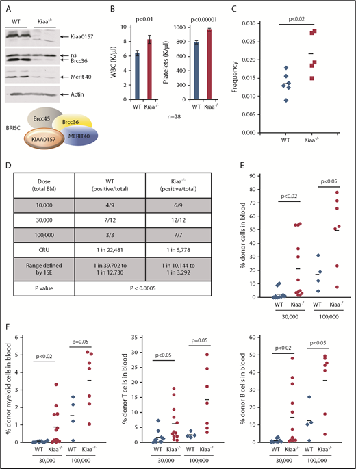 Figure 2. KIAA0157 deficiency leads to an expansion of phenotypic and functional HSCs. (A) KIAA0157 depletion disrupts the BRISC complex. WB analysis of BM extracts from WT and Kiaa0157−/− (Kiaa−/−) mice. (B) White blood cell (WBC) counts and platelet counts in the peripheral blood of WT and Kiaa−/− mice are shown. N = 28. (C) Frequency of long-term HSCs in WT and Kiaa−/− mice as determined by flow cytometry. Long-term HSC is defined as CD34-Flk2-CD150+LSK. Each symbol represents an individual mouse, and the horizontal lines indicate the mean values. P value was determined by 2-tailed Student t test. (D-F) Functional HSC frequency in WT and Kiaa−/− mice as determined by limiting dilution BM transplantation. Percentage of donor-derived cells in peripheral blood 16 weeks after BM transplantation were analyzed by flow cytometry. Data from 2 to 3 independent experiments were combined. (D) The results are presented as number of positively engrafted mice vs total number of mice analyzed for the indicated doses. Positive engraftment was defined as >1% donor-derived cells in the peripheral blood. Reconstitution frequency and statistical analysis were calculated using ELDA software (http://bioinf.wehi.edu.au/software/elda/). (E-F) Donor chimerism in peripheral blood of the recipient mice transplanted with 3 ×104 and 1 × 105 donor cells along with competitors are shown. (E) Total leukocyte reconstitution. (F) Donor reconstitution in different blood lineages. Each symbol represents an individual mouse; horizontal lines indicate the mean value in each group. P values were calculated by using the 2-tailed Student t test. 1SE, one standard deviation; CRU, competitive repopulating unit; ns, nonspecific.