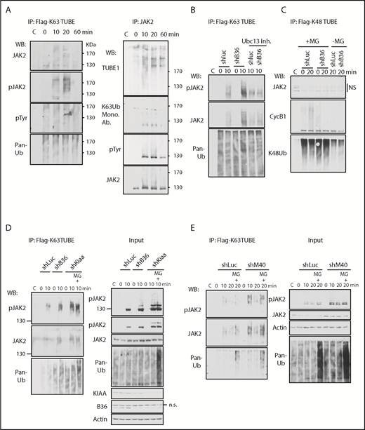 Figure 3. BRISC depletion enhances JAK2 K63-ubiquitination. (A) K63-ubiquitination of JAK2 correlates with its activity. BaF3/hMpl cells were stimulated with TPO for indicated times. Left panel: Lysates were incubated with Flag-K63TUBE followed by IP with anti-Flag beads. The blots were probed with indicated antibodies. Right panel: Lysates were precipitated with anti-JAK2 serum, and the blot was probed with TUBE1-biotin followed by detection with streptavidin-conjugated horseradish peroxidase secondary antibody for Far-Western detection. The blot was then stripped and probed with indicated antibodies. (B-D) BRISC depletion increases JAK2 K63Ub. (B) TF-1/MPL cells expressing shRNA-mediated knockdown to either controls Luciferase (Luc) or Brcc36 (B36) were pretreated with or without Ubc13 inhibitors and stimulated with TPO for 0 or 10 min. Flag-K63TUBE pulldown was performed as in panel A and blotted with indicated antibodies. (C) TF-1/MPL cells expressing either shRNA to Luc or B36 were pretreated with or without MG132 and stimulated with TPO for 0 or 20 min. Cell lysates were pulled down with Flag-K48TUBE followed by WB analysis with indicated antibodies. (D-E) K63Ub-TUBE pulldowns were performed similarly in TF-1/MPL cells expressing either shRNA to Luc, B36, or KIAA (D) or 32D/Mpl cells expressing either shRNA to Luc or M40 (E). WB analysis of total cell lysates is indicated at “Input” in the right panels. C, control immunoglobulin G; Mono. Ab., monoclonal antibody.