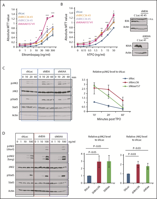 Figure 4. BRISC depletion enhances hematopoietic cell growth and increases JAK2 protein levels as well as JAK2 activation. (A-B) TF-1/hMPL cells stably expressing shRNAs to KIAA0157 or BRCC36 were established. Cells were cultured in different concentrations of MPL agonist Eltrombopag (A) or TPO (B). Live cell numbers after 3 days’ culture were determined by 3-(4,5-dimethylthiazole-2-yl)-2, 5-diphenyl tetrazolium bromide (MTT) absorbance. *P < .05; **P < .01; ***P < .001, 2 -tailed Student t test, shKIAA or shBRCC36 vs shRNA-luciferase (shLuc). (B, right panels) WB analysis shows efficient knockdown of individual BRISC components. shKIAA efficiently reduced BRCC36 protein levels. (C-D) TF1/hMPL cells depleted of various BRISC components (BRCC36 or KIAA0157) were starved and stimulated with TPO for different time points (C) or a graded dose of TPO for 10 minutes (D). (C-D, left panels) WB analysis with indicated antibodies is shown. (C, right) Relative pJAK2 levels upon TPO simulation to the shLuc controls at the 10-minute time point were quantified and plotted in the right panels. (D, right) Relative pJAK2 and total JAK2 protein levels to shLuc controls are quantified and plotted. N = 7. P values are determined by using the 2-tailed Student t test.