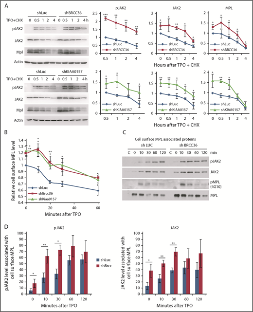 Figure 5. BRISC depletion enhances MPL surface levels as well as MPL-associated membrane proximal JAK2. (A) TF-1/MPL cells with stable depletion of BRCC36 or KIAA0157 were starved and stimulated with or without human TPO in the presence of cycloheximide (CHX) for indicated times. JAK2, pJAK2, and MPL half-lives were determined by WB analysis. Representative blots of 3 independent experiments are shown on the left. Relative protein levels to shRNA-luciferase (shLuc) controls at time 0 for JAK2 and MPL, or to time 0.5 hour for pJAK2, are shown on the right. (B) TF-1/MPL cell lines stably expressing shRNAs to Luc, BRCC36, or KIAA0157 were starved and stimulated with TPO for different times. Quantifications of TPO-stimulated MPL internalization relative to time 0 of the shLuc controls are shown. (C) JAK2 binds MPL upon ligand stimulation. TF1 cells stably expressing shRNAs to Luc or BRCC36 were starved for 3 hours and treated with TPO for indicated times. Cell surface MPL receptors were precipitated with anti-CD110 antibodies in native PBS buffer. Subsequently, cells were extensively washed and permeabilized with NP-40 and subjected to pulldown with Protein G agarose. Precipitates were then blotted with antibodies to pJAK2, JAK2, 4G10 for pMPL, and total MPL. The pulldowns were performed 3 to 5 times, and representative blots are shown. (D) Quantifications of TPO-stimulated pJAK2 and JAK2 associated with cell surface MPL receptor are shown. *P < .05; **P < .01; ***P < .001, 2-tailed Student t test.