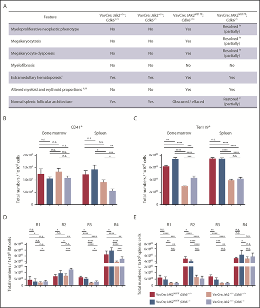 Figure 2. Histopathology and analysis of erythroid precursors in Cdk6-deficient JAK2V617F transgenic mice. Mice were euthanized at 8 weeks of age. (A) Summary of histopathologic features of 8-week-old mice with indicated genotypes. (i) Light microscopically discernible presence of erythroid and myeloid cells in the splenic red pulp indicative of an active extramedullary hematopoietic process. (ii) Nonquantitative assessment of the histologic presence of erythroid and myeloid cells. (iii) Variably increased representation of myeloid cells. (iv) Variable degree of resolution of the neoplastic process and features of dyspoiesis (modest in some samples and much more in some others). (v) Variable restoration of splenic follicular architecture (marginal to modest in some samples and much more in some others). Total numbers of CD41+ megakaryocytes (B) or total numbers of Ter119+ erythrocytes (C) per 1 × 106 cells are shown for BM and spleen. Error bars indicate + SD *P < .05; **P < .01; ***P < .001; ****P < .0001. (D-E) Total numbers of erythroid precursors per 1 × 106 cells are shown for BM (D) and spleen (E). Ter119medCD71high (proerythroblasts), Ter119highCD71high (basophilic erythroblasts), Ter119highCD71med (late basophilic and polychromatophilic erythroblasts), and Ter119highCD71low (orthochromatophilic erythroblasts) represent the regions R1-R4, respectively. Statistical analysis was performed with one-way ANOVA with subsequent Bonferroni posttest, and significance is indicated (n ≥ 10 per genotype). *P < .05; **P < .01; ***P < .001; ****P < .0001.