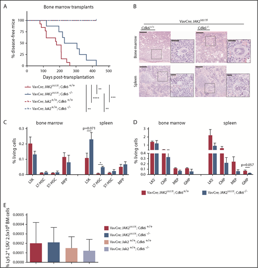 Figure 5. Cdk6 provides JAK2V617F mutant progenitors with a gain of fitness to maintain disease. Mice were euthanized when terminally ill. (A) Kaplan-Meier plot depicting disease onset of immune-compromised NSG recipients injected with 1 × 106 total BM cells of indicated genotype. Mean survival, 180 days (VavCre; JAK2V617F; Cdk6+/+, n = 13); mean survival, 267.5 days (VavCre; JAK2V617F; Cdk6−/−, n = 8). Recipients transplanted with WT Jak2 BM with or without Cdk6 (VavCre; Jak2+/+; Cdk6+/+ and VavCre; Jak2+/+; Cdk6−/−) did not disease. Log-rank test was used for statistical comparison. n = 4 per genotype; **P < .01; ***P < .001; ****P < .0001. (B) Hematoxylin-eosin staining of BM (scale bars, 100 μm; higher magnifications, 50 μm) and spleen (scale bars, 200 μm; higher magnifications, 50 μm). (C-D) Fold change of frequencies of HSCs (C) and myeloid progenitors (D) in BM and spleen samples of recipients transplanted with VavCre; JAK2V617F; Cdk6−/− BM cells (VavCre; JAK2V617F; Cdk6+/+ controls set to 1; ***P < .001). (E) Homing in % of Ly5.2+ LSKs in 2.5 × 106 BM cells of Ly5.1+ recipient mice.
