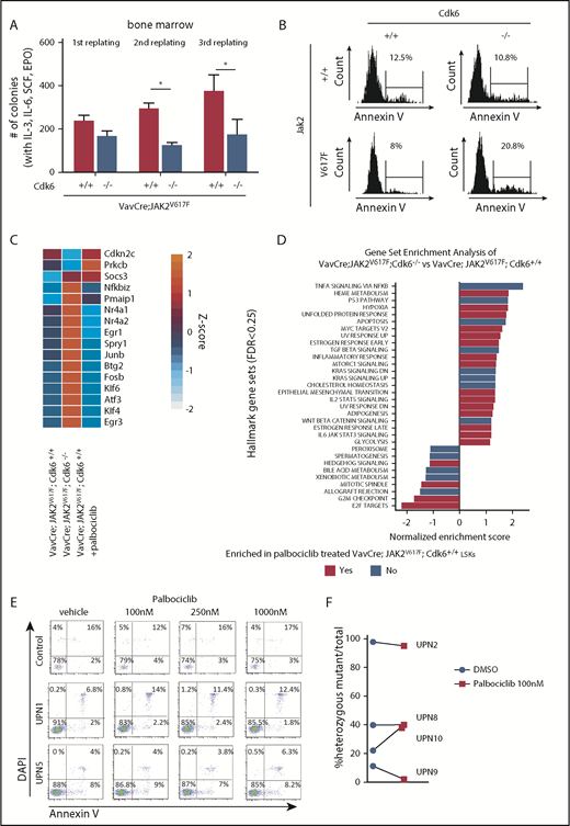 Figure 7. CDK6 kinase activity is not required to regulate genes involved in apoptosis and HSC quiescence in JAK2V617F mutant LSKs. (A) Methylcellulose replating assay of whole BM cells (VavCre; JAK2V617F; Cdk6−/−, VavCre; JAK2V617F; Cdk6+/+, VavCre; Jak2+/+; Cdk6−/−, and VavCre; Jak2+/+; Cdk6+/+), 2/7 VavCre; JAK2V617F; Cdk6−/− could not be used for third replating experiments due to too small cell number. Error bars indicate + standard error of the mean (n ≥ 6 per genotype). Two-way ANOVA with Bonferroni posttest was used, and significance is indicated. *P < .05. EPO, erythropoietin; SCF, stem cell factor. (B) Representative histograms showing annexin V positivity of LSK cells in BM of indicated genotype. (C) Heat map depicts expression of validated signature genes involved in apoptosis, NF-κB signaling, and stem cell quiescence in LSKs. Regularized log-transformation of count data was used as input for the heat map. Color code: red, upregulation; blue, downregulation. Mean of 3 replicates is depicted. For full data set, see supplemental Figure 13A. (D) Overview of gene set enrichment analysis in indicated contrasts. The Hallmark Gene Set Collection was used as reference. False discovery rate <0.25 was considered significant. no: gene sets only enriched in VavCre; JAK2V617F; Cdk6−/− vs VavCre; JAK2V617F; Cdk6+/+; Yes, gene sets enriched in both VavCre; JAK2V617F; Cdk6−/− vs VavCre; JAK2V617F; Cdk6+/+ and VavCre; JAK2V617F; Cdk6+/+ palbociclib vs untreated. (E) Primary mononuclear cells were exposed to increasing concentrations of palbociclib or dimethyl sulfoxide (DMSO) for 48 hours. Apoptosis was evaluated by labeling primary CD34+CD38−CD45dim stem/progenitor cells with annexin V and 4′,6-diamidino-2-phenylindole (DAPI) followed by flow cytometry analysis. (F) Primary patient samples (1.2 × 105) were embedded in methocult with or without palbociclib. Colonies were picked at days 13 to 15, and allele-specific polymerase chain reaction was performed. Allelic burden is presented as % JAK2V617F+/− colonies vs total colony number DMSO control or palbociclib treated. DN, down; TGF, transforming growth factor; TNFA, tumor necrosis factor-α.