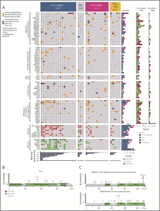 Figure 6. Select CNAs or genes found to be recurrently mutated in molecular PTCL subgroups. (A) The block color represents the type of mutation. Blocks with 2 colors indicate that >1 type of mutation was observed in the case. CNA status of the mutated genes are noted (3 = copy gain, 4 = amplification, 1 = copy loss, 0 = homozygous copy loss). The bar graphs to the right of the plot indicate the number of cases with the denoted mutation or CNA. The total percent aberrant genome is indicated below the plot. *Denotes 3 cases that were only included for mutation analysis, and CN status was determined by CopywriteR.61 Schematic diagrams of the location of coding mutations identified in TP53 (B) and DNMT3A (C). The DNMT3A schematic diagram combines targeted sequencing results from this study with previous amplicon sequencing data.39 The figures were generated using MutationMapper.62 MTase, methyltransferase.