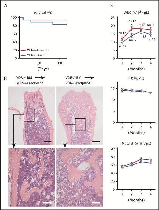 Figure 2. Myelofibrosis and osteosclerosis do not develop in VDR−/− mice transplanted with VDR−/− BM. (A-C) Survival (A), H&E staining of femur sections (4 months after transplantation) (B), and blood cell counts (C) in VDR+/+ and VDR−/− recipient mice transplanted with VDR−/− BM. Scale bars, 500 μm (black) and 100 μm (white). Representative pictures or combined data of at least 3 independent experiments are shown. Data are represented as mean plus or minus SEM. *P < .05 (Kaplan-Meier analysis and Student t test).