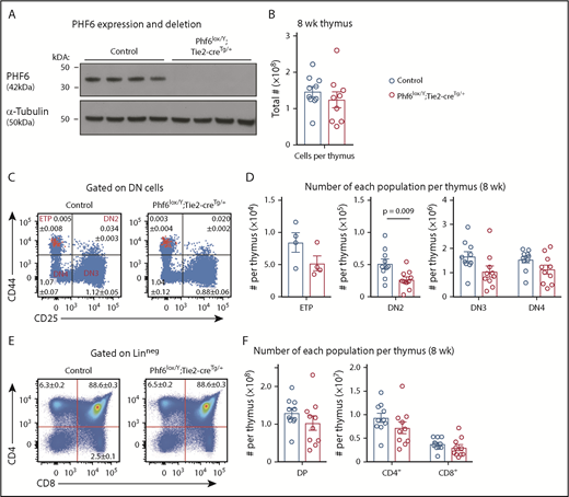 Figure 2. Perturbation in early T-cell differentiation caused by loss of PHF6. (A) Western blot of whole-cell lysates from Phf6lox/Y;Tie2-creTg/+ or control (Phf6+/Y) thymi probed with anti-PHF6 antibody, followed by an anti–α-tubulin antibody. Each lane represents thymocytes from 1 animal; a total of 8 animals is shown. (B) Thymocytes per 8-week-old thymus. (C) Gating strategy of early T-cell development. ETP (early thymic progenitor) cells are cKIThi cells within the CD44+CD25neg quadrant and are overlaid in red. DN2, DN3, and DN4 populations are defined by CD44 and CD25 expression, as indicated. Mean percentages ± SEM of each population as a proportion of thymocytes are displayed within the plots. There was a significant decrease in the percentage of DN2 and DN3 cells (P = .006 and P = .0009, respectively). (D) Quantification of each T-cell population indicated per thymus. (E) Gating strategy for late T-cell development showing mean percentages ± SEM for each population in the plot as a proportion of thymocytes. Linneg refers to lack of CD19, B220, MAC1, GR1, and TER119 expression. (F) Quantification of the numbers of thymic double-positive (DP), CD4+, or CD8+ cells. In panels B-F, n = 10 controls (Phf6+/Y;Tie2-creTg/+) and n = 9 Phf6lox/Y;Tie2-creTg/+ mice for all other populations, with the exception of the ETP population (n = 4 per genotype). The color corresponding to genotype is shown in (B). Data are from 8-week-old mice and were analyzed using the 2-tailed Student t test. Bar graphs are presented as individual data points (each circle represents 1 animal), with mean ± SEM.