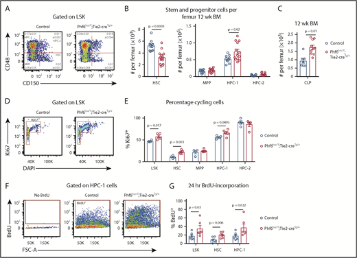 Figure 3. Loss of PHF6 affects HSC and lymphoid progenitor cell populations. (A) Bone marrow LSK cells subdivided based on CD48/CD150 expression, showing HSC, MPP, HPC-1, and HPC-2 cells. The mean percentage ± SEM of each population as a proportion of live bone marrow cells is shown within the plots. The percentage of HSC and HPC-1 cells was significantly different between genotypes (n = as in panel B; P = .0003 and P = .03, respectively). (B) Quantification of the total numbers of HSC, MPP, HPC-1, and HPC-2 cells per femur. n = 10 controls (9 Phf6+/Y;Tie2-creTg/+ and 1 Phf6+/Y); n = 13 Phf6lox/Y;Tie2-creTg/+ mice from 3 experiments combined. (C) Quantification of the numbers of CLPs per femur (CLPs: LinnegSCA1INTcKITINTIL7Rα+). n = 7 controls (6 Phf6+/Y;Tie2-creTg/+, 1 Phf6+/Y), n = 10 Phf6lox/Y;Tie2-creTg/+. Data are from 2 experiments combined. (D) Representative plot showing Ki67 and DAPI staining. (E) Quantification of the percentages of Ki67+ cells among LSK cells and each indicated subpopulation. n = 4 controls (Phf6+/Y;Tie2-creTg/+), n = 5 Phf6lox/Y;Tie2-creTg/+. (F) Plots showing gating for BrdU incorporation after 24 hours of BrdU treatment. (G) BrdU incorporation in HSCs and the indicated progenitor populations over a 24-hour period. n = 6 controls (Phf6+/Y;Tie2-creTg/+), n = 6 Phf6lox/Y;Tie2-creTg/+. Data in panels A-E were analyzed with a 2-tailed Student t test. Data in panel G were analyzed with a 1-tailed Student t test. All bar graphs are presented as individual data points (each circle represents 1 animal), with mean ± SEM.