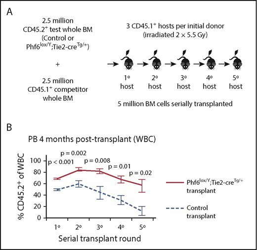 Figure 4. Bone marrow cells lacking PHF6 repopulate the hematopoietic system more efficiently and retain stem cell capacity through serial transplantations. (A) Schematic diagram showing the experimental design for competitive serial hematopoietic transplantation. (B) Percentages of donor cell contribution to long-term reconstitution 4 months after transplantation in each round of serial transplantation. n = 5 control (Phf6+/Y;Tie2-creTg/+), n = 6 Phf6lox/Y;Tie2-creTg/+ donors. All donors were 8 weeks old. Data were arcsine transformed and averaged by donor prior to analysis with a 2-tailed Student t test and are displayed as mean ± SEM. BM, bone marrow.