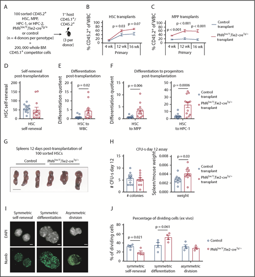 Figure 5. Enhanced hematopoietic reconstitution caused by loss of PHF6 is due to increased production of differentiated progeny. (A) Experimental design for transplants of each indicated population. (B) Contribution of CD45.2+ HSCs to peripheral blood. (C) Contribution of CD45.2+ MPP cells to peripheral blood. (D) Self-renewal of transplanted CD45.2+ HSCs, as calculated by dividing the final number of CD45.2+ HSCs per femur primary transplants by the input (100). (E) Differentiation of transplanted CD45.2+ HSCs to WBCs, calculated by dividing the final number of CD45.2+ WBCs per microliter of blood by the final number of CD45.2+ HSCs per femur. (F) Differentiation of transplanted CD45.2+ HSCs to progenitor populations, calculated by dividing the final number of each CD45.2+ progenitor population per femur by the final number of CD45.2+ HSCs per femur. (G) Representative images of spleens 12 days posttransplantation of 100 control or Phf6lox/Y;Tie2-creTg/+ HSCs. Scale bars, 1 cm. (H) Number of colonies counted on spleens and spleen weight (divided by host mouse weight) 12 days posttransplantation of control or Phf6lox/Y;Tie2-creTg/+ HSCs. (I) Images showing example of symmetric self-renewal (low Numb expression), symmetric differentiation (high Numb expression), and asymmetric differentiation (asymmetric Numb distribution). Scale bars, 2 µm. (J) Frequency of symmetric self-renewing, symmetric differentiating, and asymmetric divisions, as determined by Numb staining in control vs Phf6lox/Y;Tie2-creTg/+ HSCs, cultured for 48 hours, with addition of the mitosis inhibitor nocodazole after 24 hours. n = 4 control (3 Phf6+/Y;Tie2-creTg/+, 1 Phf6+/Y), n = 4 Phf6lox/Y;Tie2-creTg/+ donors in panels A-F. n = 3 control (Phf6+/Y;Tie2-creTg/+), n = 3 Phf6lox/Y;Tie2-creTg/+ donors in panels G-H. n = 4 control (2 Phf6+/Y;Tie2-creTg/+, 1 Phf6+/Y, 1 Phf6lox/Y), n = 4 Phf6lox/Y;Tie2-creTg/+ mice in panels I-J. All donors were 12 weeks old. Data in panels B-C were arcsine transformed prior to being analyzed by the 2-tailed Student t test and are displayed as mean ± SEM. Data in panels D-F,H were analyzed by the 2-tailed Student t test and are mean ± SEM, with individual data points shown for each transplant recipient. Data in panel J were analyzed by the 2-tailed Student t test and are mean ± SEM.