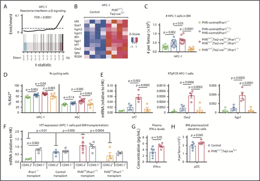 Figure 6. PHF6 regulates ISG expression in hematopoietic stem and progenitor cells. (A) Barcode enrichment plots showing positive correlation between the reactome IFN α/β signaling pathway and the gene-expression changes in Phf6-deleted vs control HPC-1 cells. The horizontal axis shows t statistics for all genes in the Phf6-deleted dataset, whereas vertical lines represent genes in the reactome IFN α/β signaling pathway. Red and blue shaded areas indicate genes that are upregulated and downregulated, respectively, in the Phf6-deleted cells, and worms show the relative enrichment of the IFN signature. The IFN signature is enriched among upregulated genes on the right of the plot. (B) Heat maps of a subset of IFN-stimulated genes comparing Phf6-deleted HPC-1 cells with control HPC-1 cells. Each column represents 1 animal. n = 4 controls (Phf6+/Y;Tie2-creTg/+), n = 4 Phf6lox/Y;Tie2-creTg/+. (C) Number of HPC-1 cells in the bone marrow. n = 10 Phf6-control;Ifnar1−/− (3 Phf6+/Y;Tie2-creTg/+;Ifnar1−/−, 5 Phf6lox/Y;Ifnar1−/−, 2 Phf6+/Y;Ifnar1−/−), n = 11 controls (6 Phf6+/Y;Tie2-creTg/+;Ifnar1+/+, 1 Phf6+/Y;Ifnar1+/+, 1 Phf6lox/Y;Ifnar1+/+, 3 Phf6+/Y;Tie2-creTg/+;Ifnar1+/−), n = 6 Phf6lox/Y;Tie2-creTg/+;Ifnar1+/+, n = 4 Phf6lox/Y;Tie2-creTg/+;Ifnar1+/−, and n = 7 Phf6lox/Y;Tie2-creTg/+;Ifnar1−/−. (D) Percentage of Ki67+ cells in the indicated populations. n = 8 Phf6-control;Ifnar1−/− (3 Phf6+/Y;Tie2-creTg/+;Ifnar1−/−, 3 Phf6lox/Y;Ifnar1−/−, 2 Phf6+/Y;Ifnar1−/−), n = 10 controls (6 Phf6+/Y;Tie2-creTg/+;Ifnar1+/+, 1 Phf6+/Y;Ifnar1+/+, 1 Phf6lox/Y;Ifnar1+/−, 2 Phf6+/Y;Tie2-creTg/+;Ifnar1+/−), n = 7 Phf6lox/Y;Tie2-creTg/+;Ifnar1+/+, n = 3 Phf6lox/Y;Tie2-creTg/+;Ifnar1+/−, and n = 6 Phf6lox/Y;Tie2-creTg/+;Ifnar1−/−. Genotype colors are shown in panel C. (E) RT-qPCR analysis showing mRNA levels of Irf7, Oas2, and Iigp1 in HPC-1 cells of the indicated genotypes relative to mRNA levels in housekeeping genes (HK; Gapdh, Actb, and Pgk1). n = 4 Phf6+/Y;Tie2-creTg/+;Ifnar1−/−, n = 4 Phf6+/Y;Tie2-creTg/+;Ifnar1+/+, n = 4 Phf6lox/Y;Tie2-creTg/+;Ifnar1+/+, and n = 4 Phf6lox/Y;Tie2-creTg/+;Ifnar1−/−. Genotype colors are shown in panel C. (F) RT-qPCR analysis showing mRNA levels of Irf7 in CD45.1+ and CD45.2+ HPC-1 cells isolated from irradiated CD45.1+ host mice 4 months posttransplantation with 2.5 million whole bone marrow cells of the indicated genotype, along with 2.5 million CD45.1+ wild-type competitor cells. n = 4 Phf6+/Y;Tie2-creTg/+;Ifnar1−/− donors, n = 5 control donors (2 Phf6+/Y;Tie2-creTg/+;Ifnar1+/+, 2 Phf6+/Y;Ifnar1+/+, 1 Phf6lox/Y;Ifnar1+/+), n = 5 Phf6lox/Y;Tie2-creTg/+;Ifnar1+/+ donors, and n = 4 Phf6lox/Y;Tie2-creTg/+;Ifnar1−/− donors. Average expression of donors was calculated prior to statistical analysis. Note that 1 host mouse transplanted with control cells was excluded from the analysis because expression of Irf7 was >3 standard deviations above the values of the other control transplants in CD45.1+ and CD45.2+ cells (values of 7.1 and 5.2 arbitrary units relative to HK, respectively). Thus, the average of the other 2 host mice receiving bone marrow from the same donor was used. (G) Concentration of IFN-α in plasma of untreated mice. n = 6 controls (3 Phf6+/Y;Tie2-creTg/+, 3 Phf6+/Y) and n = 5 Phf6lox/Y;Tie2-creTg/+. (H) Number of pDCs in the bone marrow of control mice (n = 5 Phf6+/Y;Tie2-creTg/+) compared with Phf6lox/Y;Tie2-creTg/+ mice (n = 5), as defined by cell surface expression of PDCA1 and Siglec H. (A-B) See “Materials and methods” for details on RNA sequencing analysis. Data in panels C-F were analyzed by 1-way analysis of variance and are individual data points with mean ± SEM showing significant results from multiple comparisons using the Fisher’s least significant difference test. Data in panels G-H were analyzed by the 2-tailed Student t test and are shown as individual points for each animal with mean ± SEM.