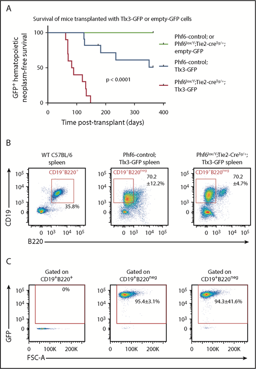 Figure 7. Loss of PHF6 synergizes with ectopic TLX3 expression to drive leukemogenesis. (A) Kaplan-Meier survival curve of host mice transplanted with Phf6-deleted or Phf6 control cells expressing MSCV-empty-GFP (empty-GFP) or MSCV-Tlx3-GFP (Tlx3-GFP) retrovirus. n = 11 Phf6-control;Tlx3-GFP, n = 10 Phf6lox/Y;Tie2-creTg/+;Tlx3-GFP, n = 6 Phf6-control;empty-GFP, and n = 6 Phf6lox/Y;Tie2-creTg/+;empty-GFP from 4 donors per genotype. Data were analyzed using the Gehan–Breslow–Wilcoxon test. (B) Cell surface phenotype of Tlx3-GFP tumors of indicated Phf6 genotype with comparison with wild-type spleen cells, showing expression of CD19 and B220. (C) Plots showing no GFP expression in normal B cells of a wild-type spleen and GFP+CD19+B220neg cells in Tlx3-GFP transplants. (B-C) The phenotype and quantification ± standard error of the mean are representative of all analyzed Tlx3-GFP tumors (n = 3 Phf6-control;Tlx3-GFP, n = 10 Phf6lox/Y;Tie2-creTg/+;Tlx3-GFP).