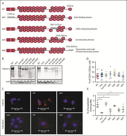 Figure 3. Deletion of αIIbβ3 and Rho GTPase FLNa interaction domains, but not of GPIbα-interacting domain, deeply affects proplatelet formation. (A) Schematic representation of FLNa mutants introduced by zinc finger nuclease–mediated gene editing. (B) Representative immunoblot for FLNa expression in the iPSC-edited clones using an N-terminus (left) and C-terminus (right) antibody. (C) Representative pictures of proximity ligation assay for FLNa/β3 and FLNa/RhoA interactions. Red staining represents the interaction between β3 and FLNa and between RhoA and FLNa. The nucleus is stained with 49,6-diamidino-2-phenylindole (blue); scale bar = 30 μm. Two independent experiments for each interaction were performed, with 50 cells analyzed in each experiment. No specific signal was detected when cells were incubated without primary antibodies (data not shown). (D) Flow cytometry analysis of CD41a and CD42a expression in the edited clones at day 15 of differentiation. Results are presented as mean ± standard error of the mean; unpaired Student t test with Welch’s correction was used; each point represents 1 independent experiment. (E) Proplatelet formation potential evaluated at day 18 of MK differentiation for each edited clone (n = 3). Paired Student t test *P < .05, **P < .01.