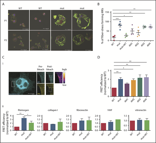 Figure 4. RhoA is overactivated in FLNa-deficient MKs. (A) Immunofluorescence staining of G-actin (red) and F-actin (green) after adhesion on fibrinogen. The nucleus is stained with 4′,6-diamidino-2-phenylindole (blue); scale bar = 30 μm. (B) Quantification of the percentage of stress fiber–forming MKs for each edited clone. Results are presented as mean ± standard error of the mean; each point represents 1 independent experiment. Data were analyzed by performing 1-way analysis of variance (ANOVA) followed by all pairwise multiple comparison procedures (Student-Newman-Keuls method). (C) FRET analysis for RhoA activation on different substrates: representative image, scale bar = 10 μm (i) and adhesion on fibrinogen (n = 4), collagen 1 (n = 3), fibronectin (n = 6), VWF (n = 3), and vitronectin (n = 5) (ii). (D) FRET analysis of RhoA activation on fibrinogen of all edited clones: WT and mutant clones (n = 8), del1 and del4 clones (n = 6), and del2 and del3 clones (n = 5). (C-D) At least 15 cells per condition were analyzed. Data were analyzed by performing ANOVA followed by all pairwise multiple comparison procedures (Student-Newman-Keuls method); all experiments were performed at day 15 or 16 of MK differentiation. *P < .05, **P < .01, ***P < .001.