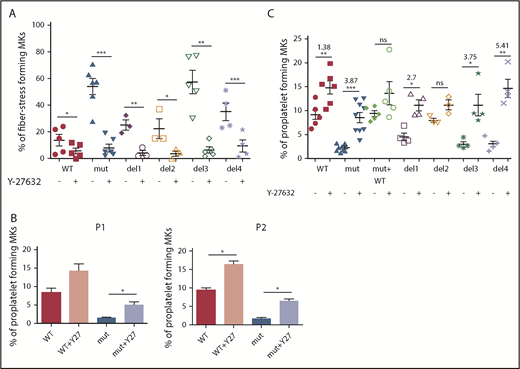 Figure 5. Proplatelet development and stress fiber formation are rescued after inhibition of RhoA pathway. (A) Stress fiber formation assessed at day 15 or 16 of MK differentiation in presence and absence of ROCK1/2 inhibitor Y-27632 for the edited clones: WT and del3 (n = 5), mutant (n = 6), del1 and del2 (n = 3), and del4 (n = 4); paired Student t test. (B) Proplatelet formation potential in presence and absence of ROCK1/2 inhibitor Y-27632 for both patients’ iPSC clones (n = 3); paired Student t test. (C) Proplatelet formation potential in presence and absence of ROCK1/2 inhibitor Y-27632 in all edited clones: WT (n = 6), mutant (n = 8), mutant + WT, del1, del3, and del4 (n = 4), and del2 (n = 3); paired Student t test. The ROCK1 inhibitor was added at day 15 to culture, and proplatelet formation was measured at day 18. *P < .05, **P < .01, ***P < .001.